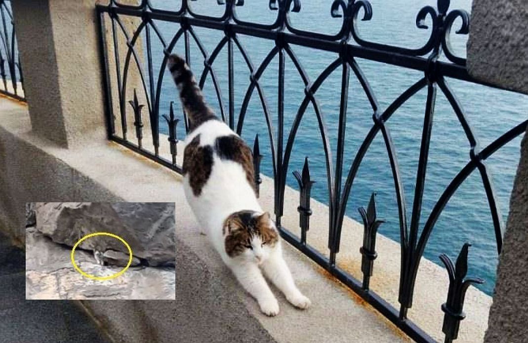 Это чудо! Изданию «Подъём» сообщили, что выброшенная в Крыму со скалы кошка Муся, найдена Живой!