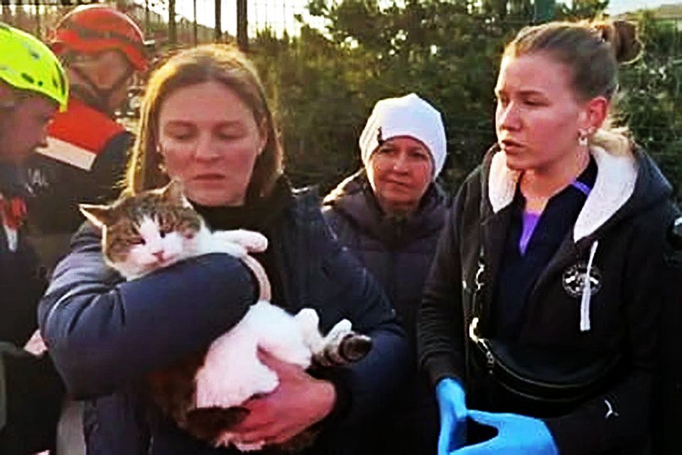 Это чудо! Изданию «Подъём» сообщили, что выброшенная в Крыму со скалы кошка Муся, найдена Живой!