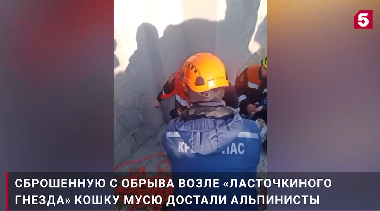 Жива, серьёзно не пострадала. Найдена кошка Муся, сброшенная живодёром со смотровой площадки в Крыму