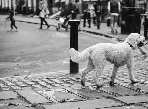 Пешехода сбили вне пешеходного перехода. Сколько он получит по суду?