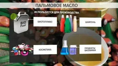 Все о пальмовом масле