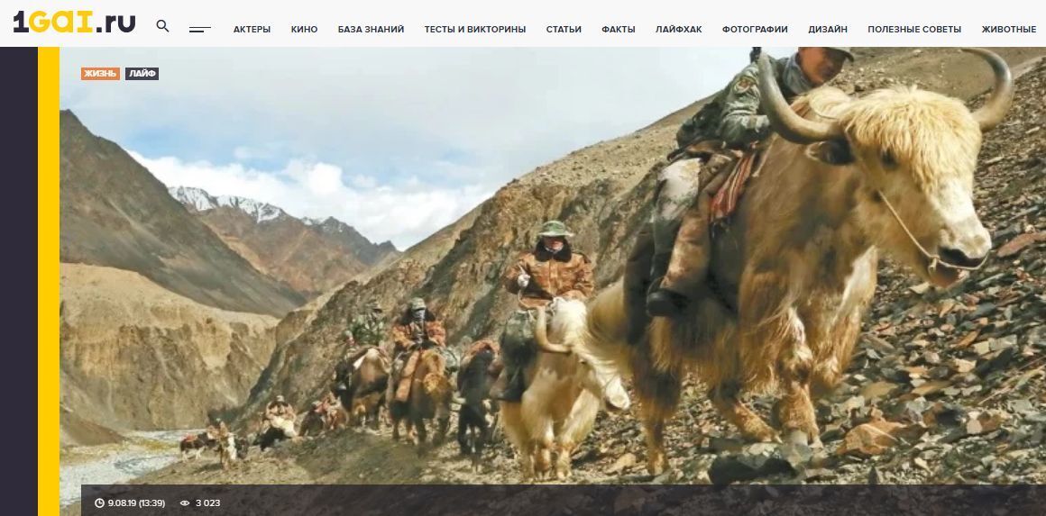 🍒Сочувствуем мы кошке Мусе, она сейчас милей всего, а вот ослов кто пожалеет? Тех, кто сейчас на СВО