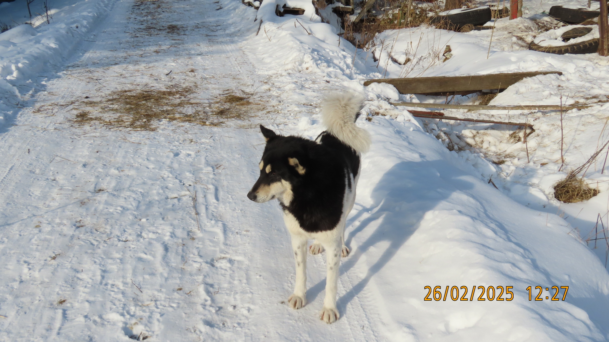 Прощай, февраль! /Межстоличье.