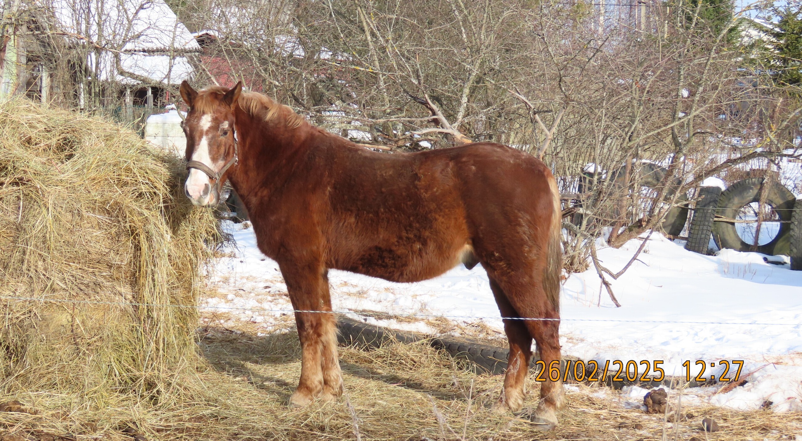 Прощай, февраль! /Межстоличье.