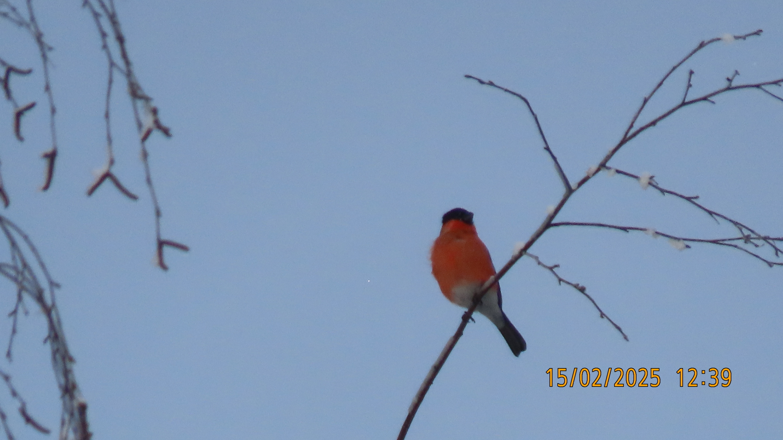 Прощай, февраль! /Межстоличье.