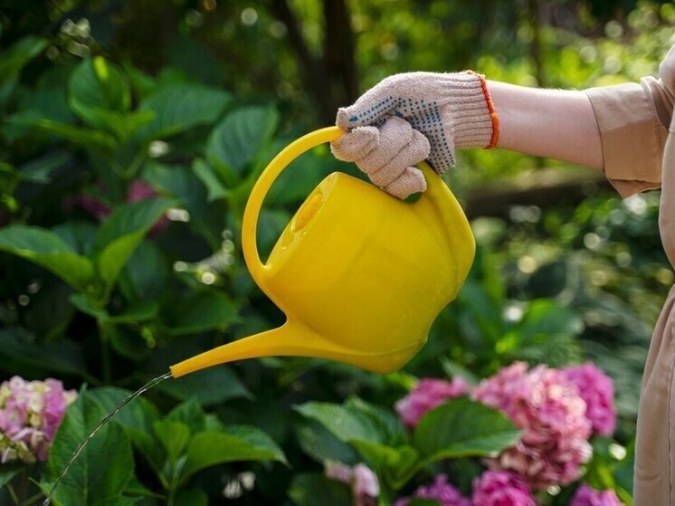 За выращивание отдельных видов цветов может грозить тюрьма.Какие цветы по запретом ? А ведь скоро дачный сезон