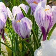 Кольбе Ольга Анатольевна, г. Павловск