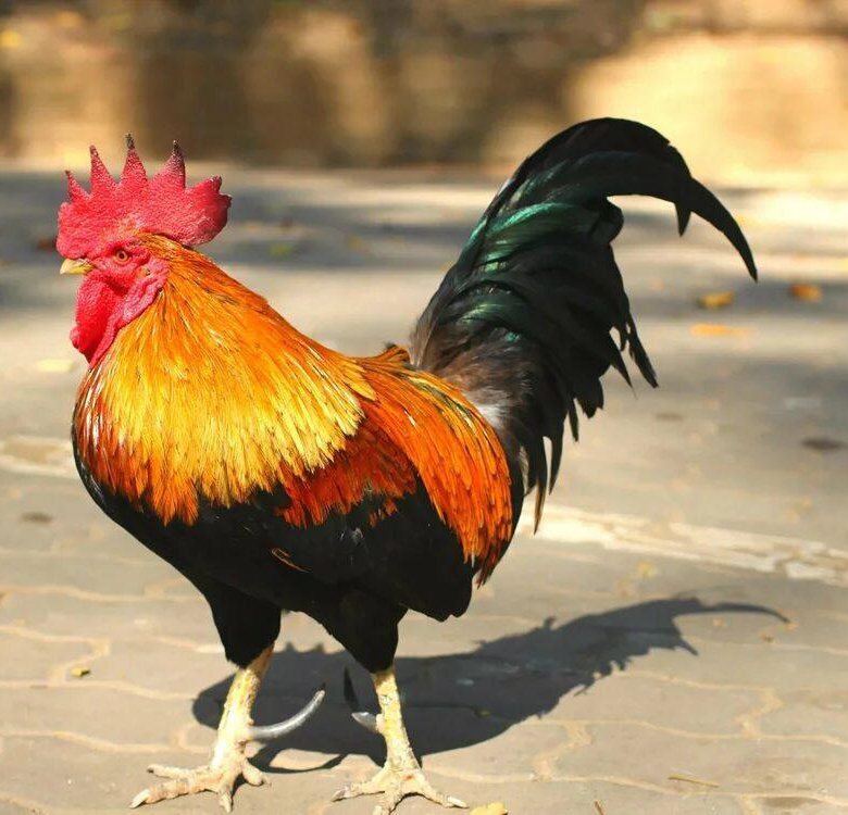 Почему петух трясёт головой.