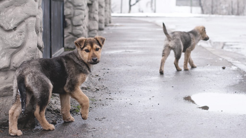 Бездомные животные и люди: создаст ли новый закон баланс между безопасностью и гуманностью?