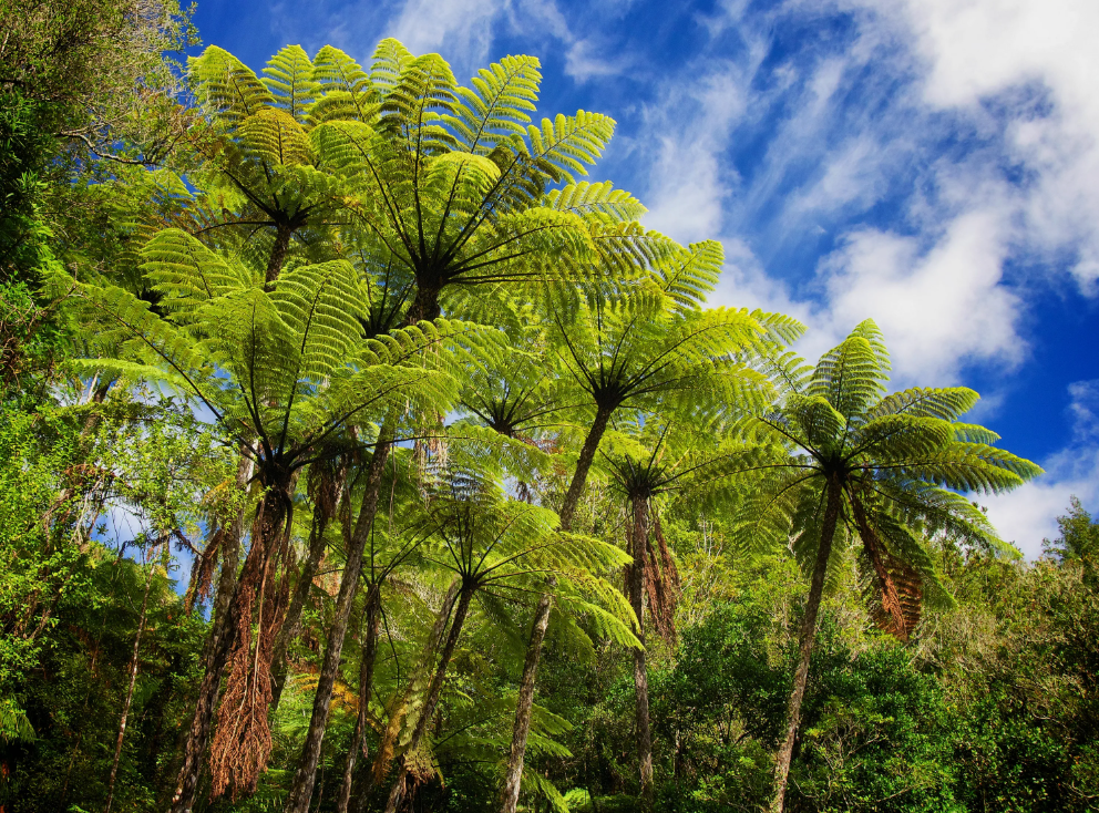 Уникальная природа Австралии (часть 5)