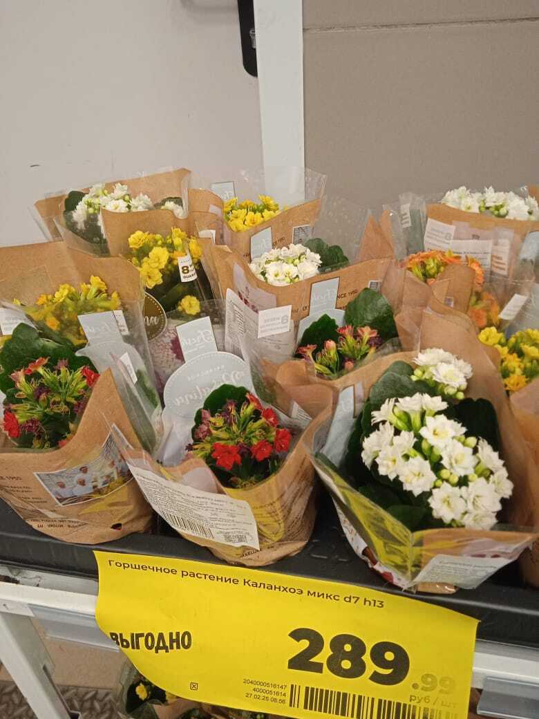 Во сколько обойдется букет цветов на 8 марта 2025 года: обзор цветов в Магните и Пятерочке, сравнение цен с прошлым годом
