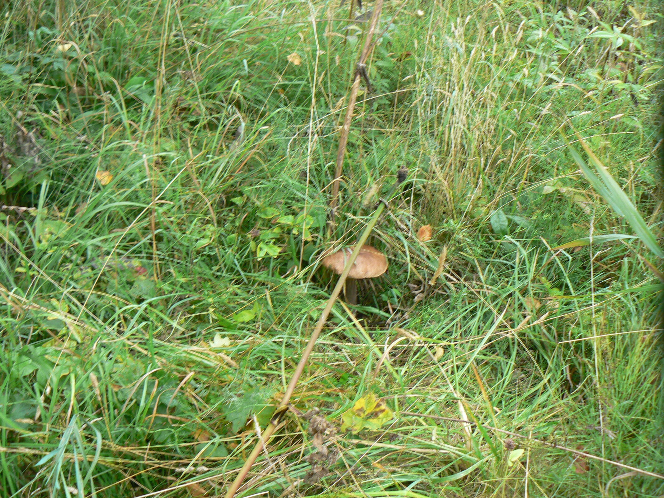 «Нам не дано предугадать, чем наше...(II). /Из цикла "Ленинский зачёт"