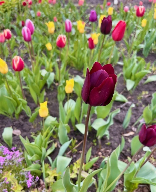 «Кто любит розы, должен терпеть и шипы» – познавательная история из судебной практики в канун Международного женского дня