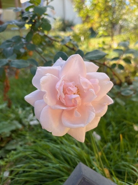 «Кто любит розы, должен терпеть и шипы» – познавательная история из судебной практики в канун Международного женского дня