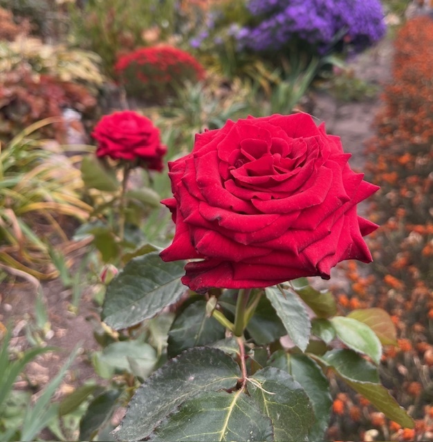 «Кто любит розы, должен терпеть и шипы» – познавательная история из судебной практики в канун Международного женского дня