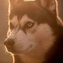 Денис, г. Ульяновск