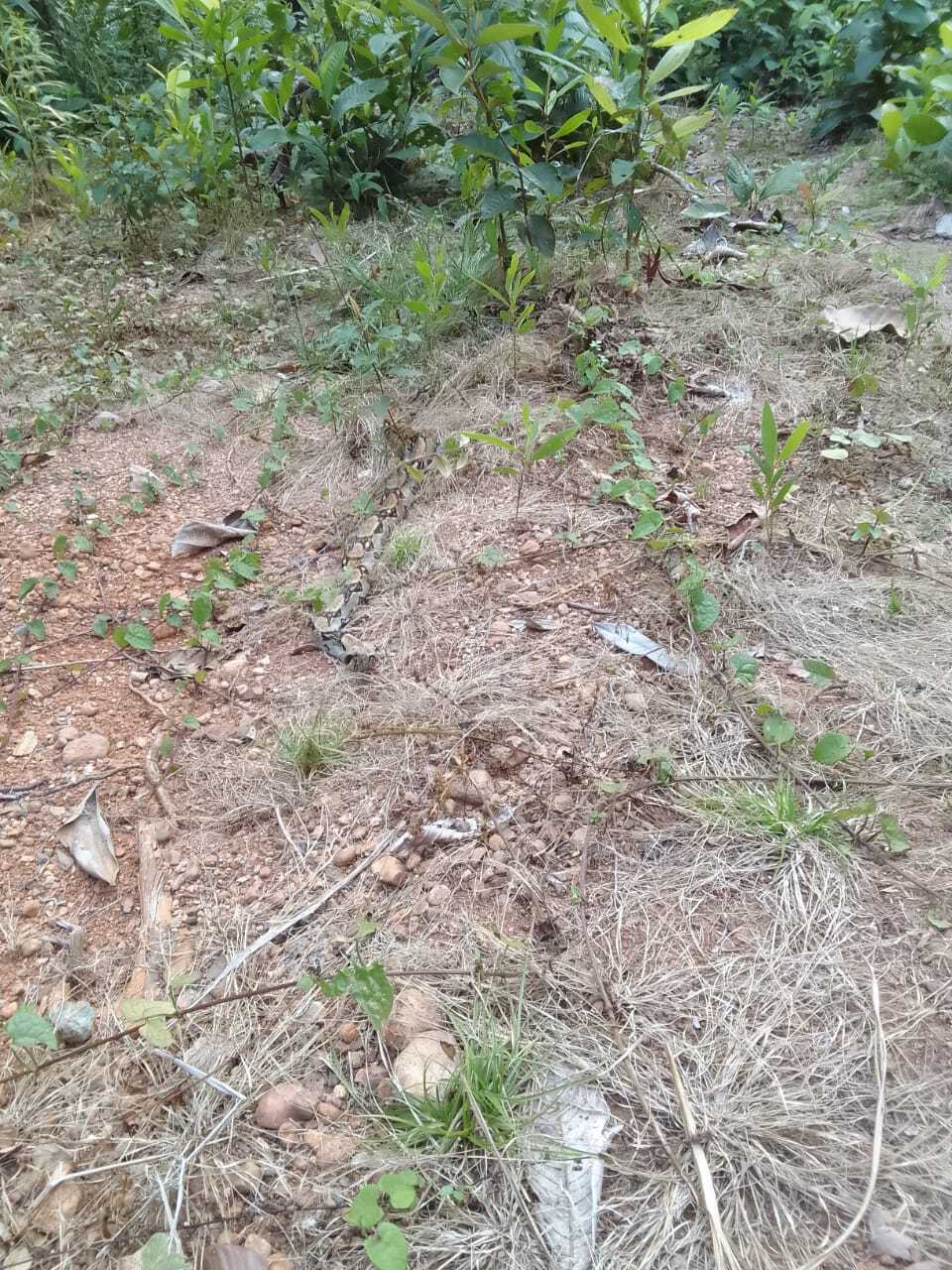 Вчера за домом повстречался мне удав