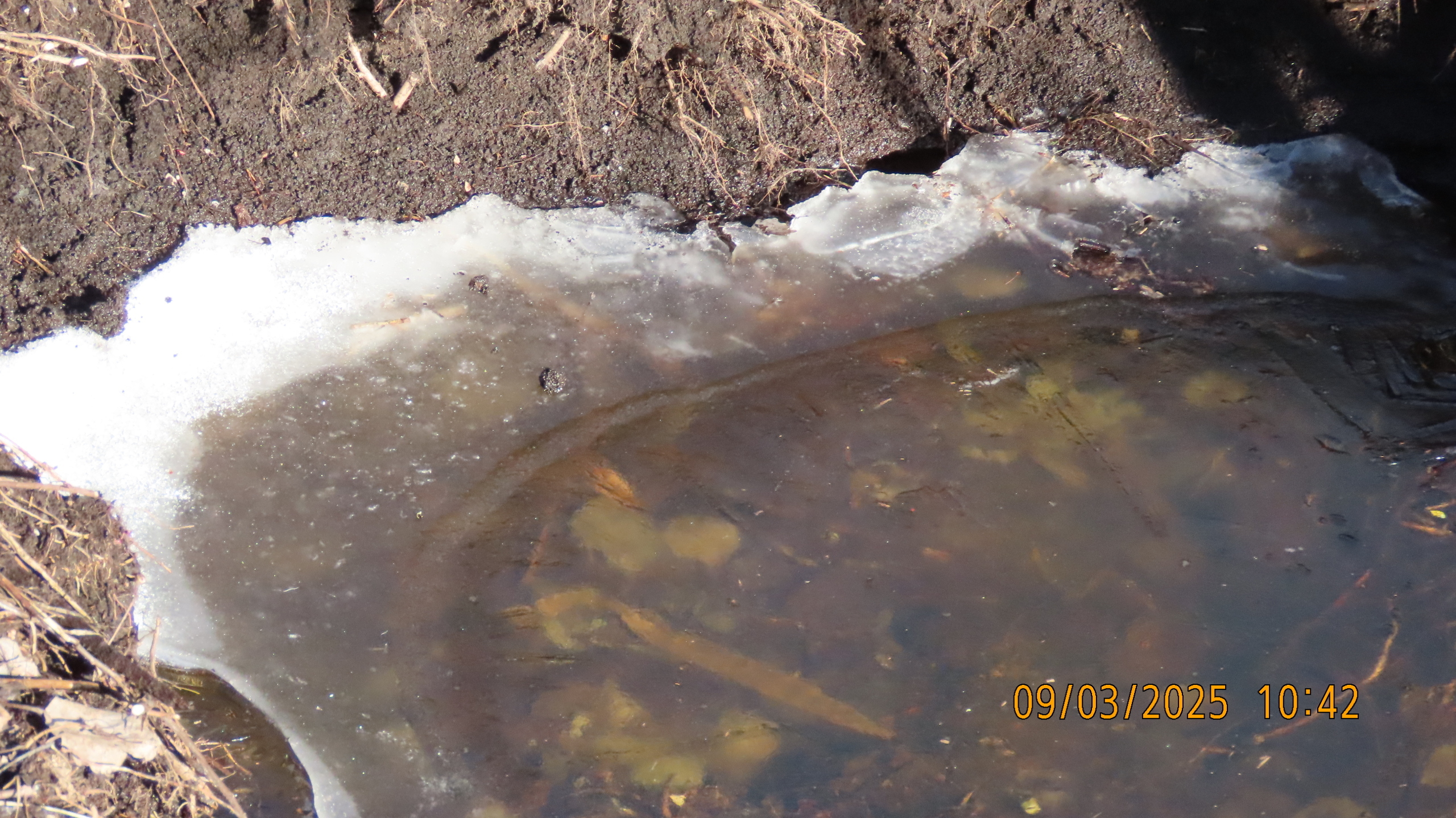 Проказник Март.