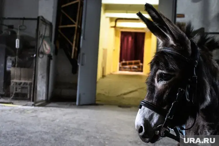 "Боевые ослы" на СВО