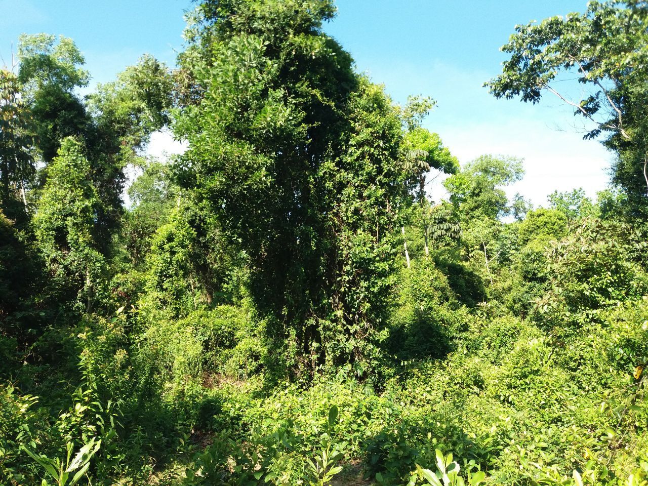 Миссия невыполнима? - Построить экзотический отель в тропической глуши за один месяц