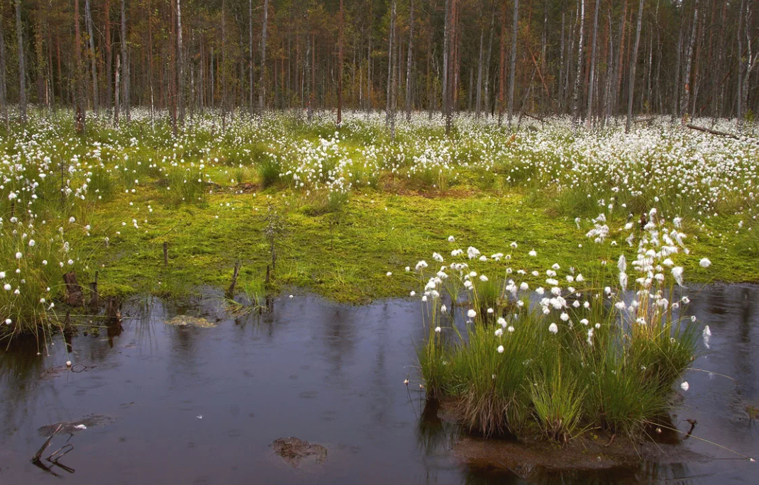 Жизнь "болото" или ВСЕ НЕ ЗРЯ!