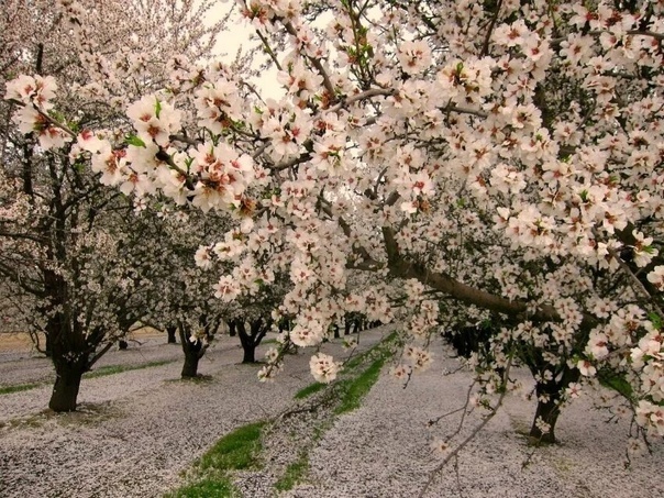 В России начнут выращивать бананы, маракуйю, папайю, авокадо, фисташки и миндаль !