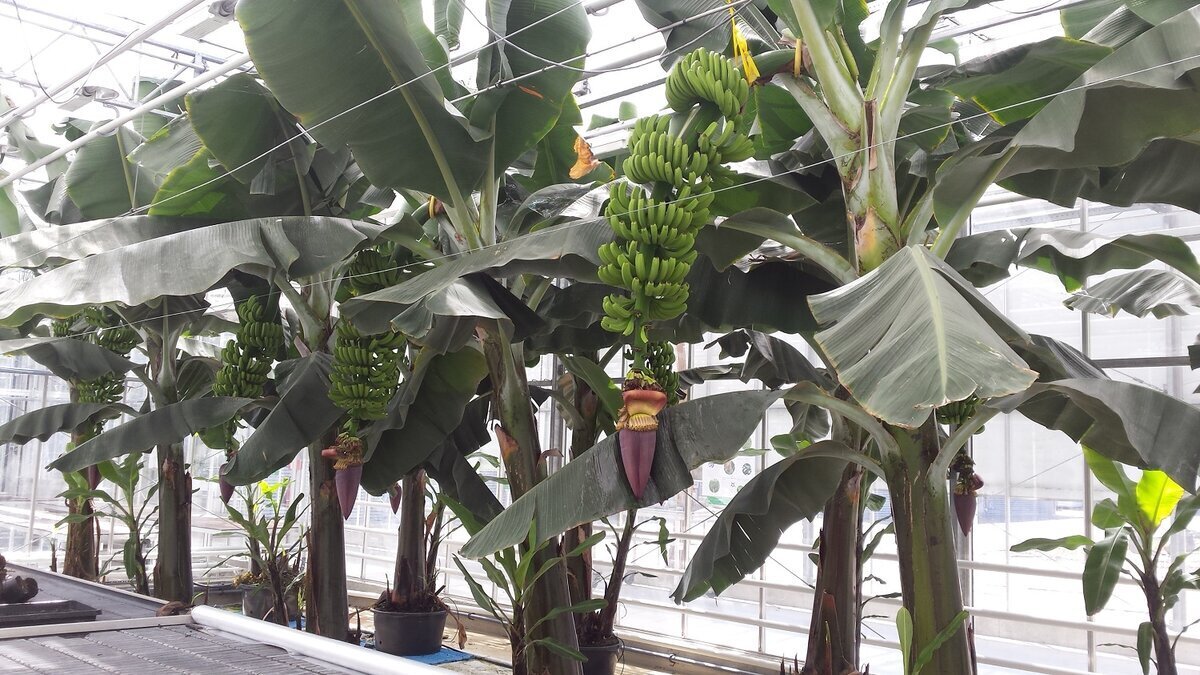 В России начнут выращивать бананы, маракуйю, папайю, авокадо, фисташки и миндаль !