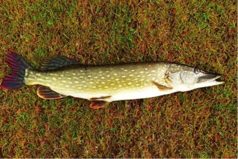 Рыбные советы и другие