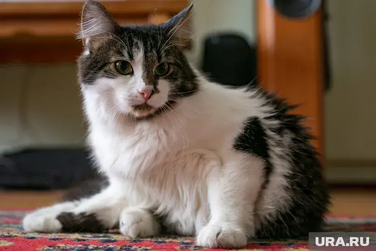 Почему кошки любят коробки