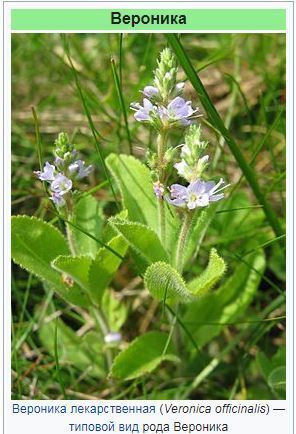 От бессонницы вам помогут травы