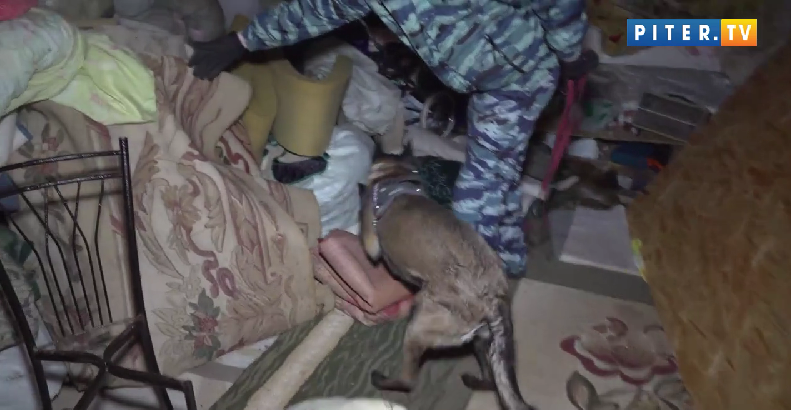 “Это всё не моё!”: шокирующие находки при обыске в доме цыганского барона