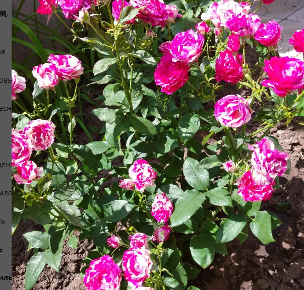 Пробуждение роз: весенние секреты ухода.