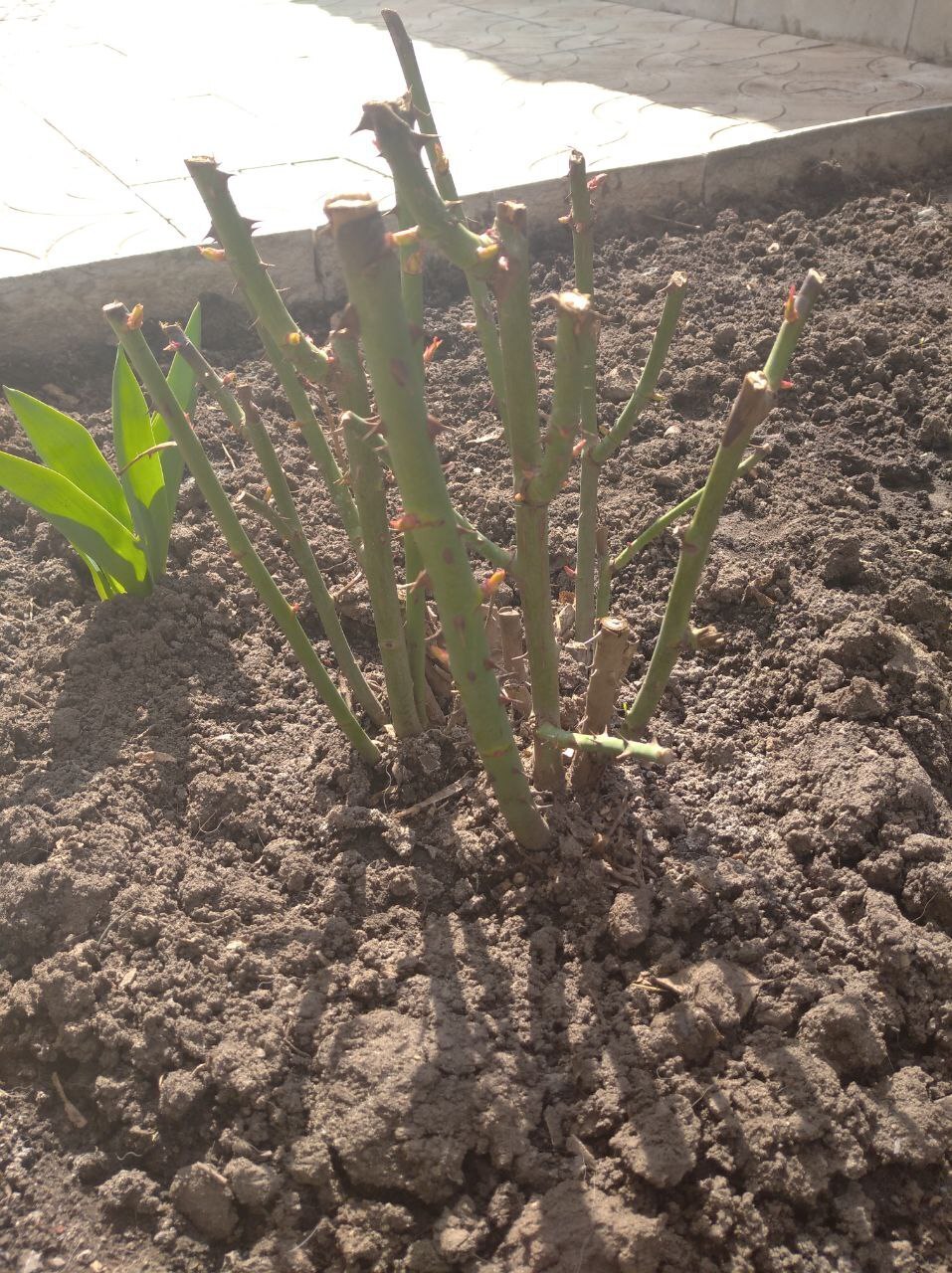 Пробуждение роз: весенние секреты ухода.