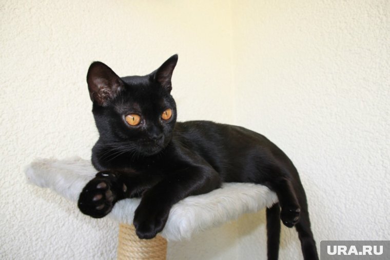 Породы кошек-долгожителей