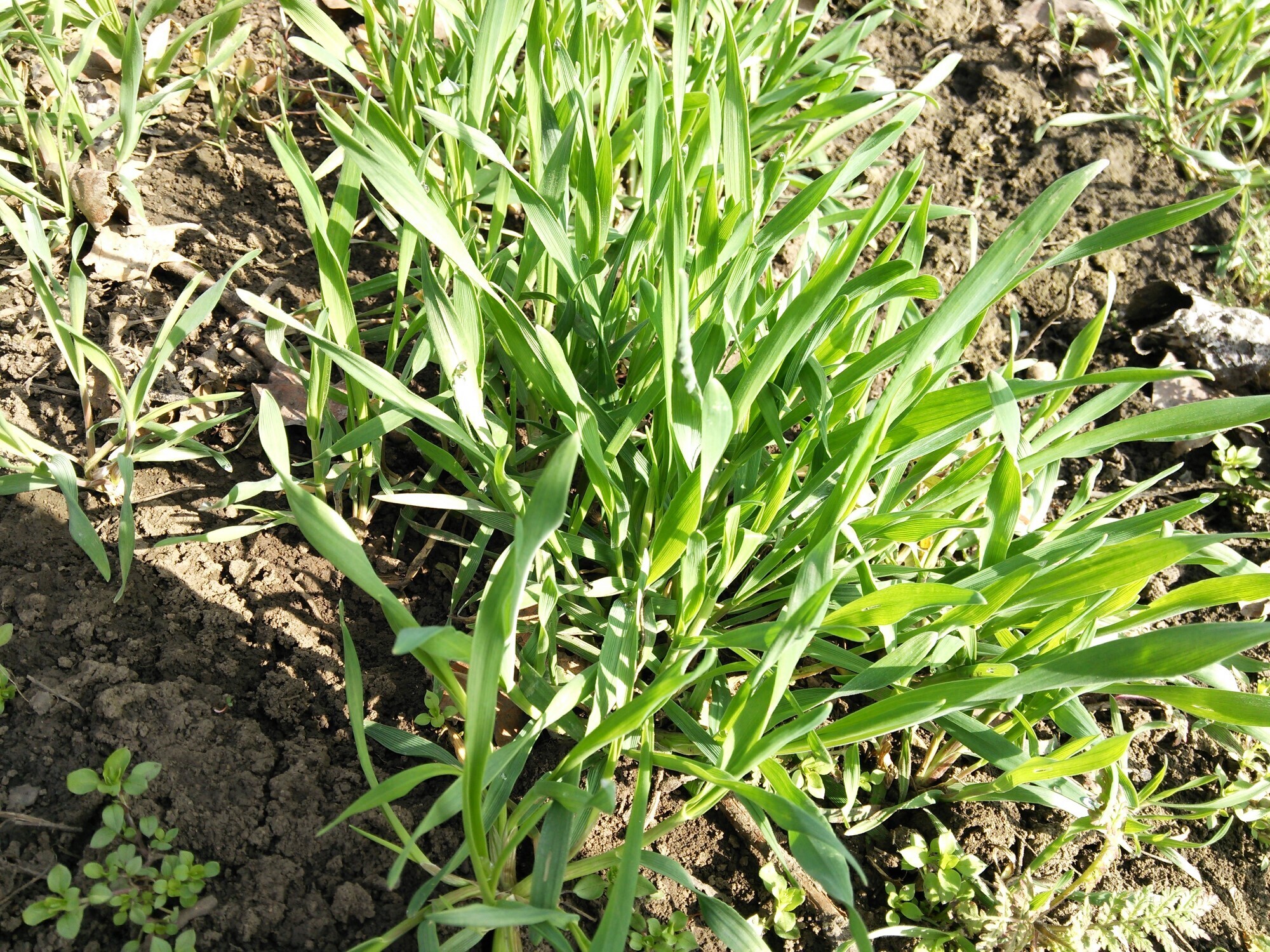 Наверное мне стоило посеять да посадить сидераты в 2024 году чуть раньше весной, чем чуть позже. И наверное полив скорее нужен, чем не нужен.