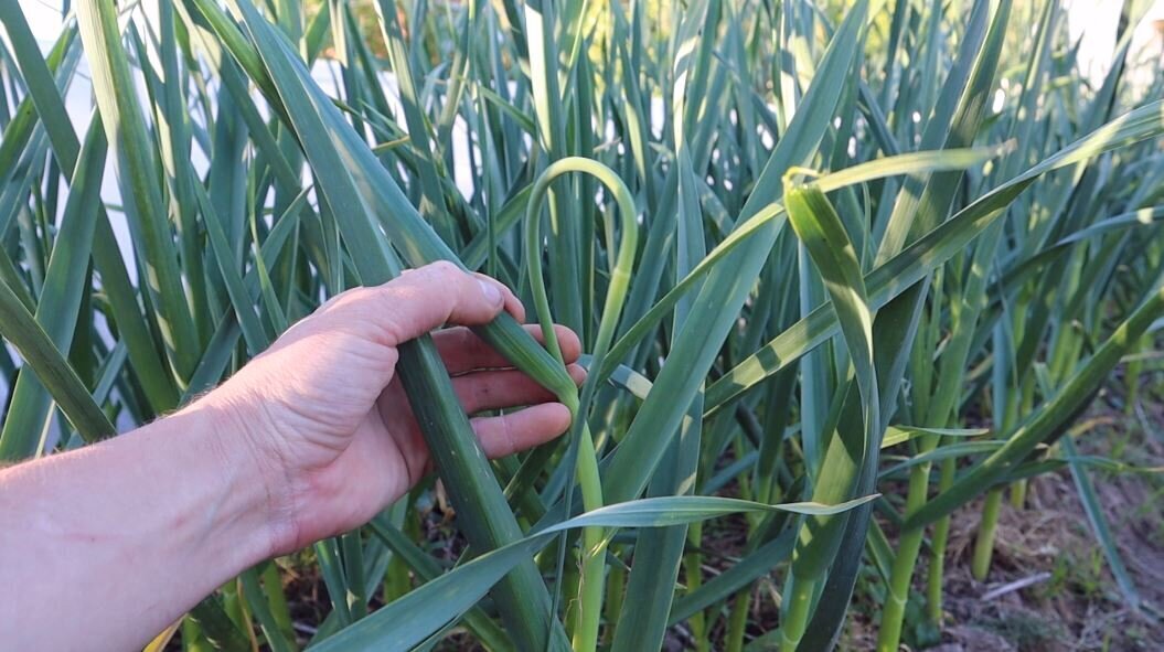 Рассказываю чем я подкармливаю чеснок когда появляются стрелки. Это последняя подкормка для обьема и лёжкости.