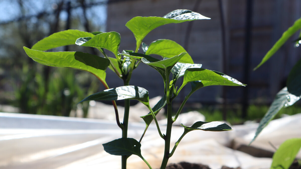 Как подкармливать томаты, огурцы и перец витаминами из аптеки? И для чего это делать.