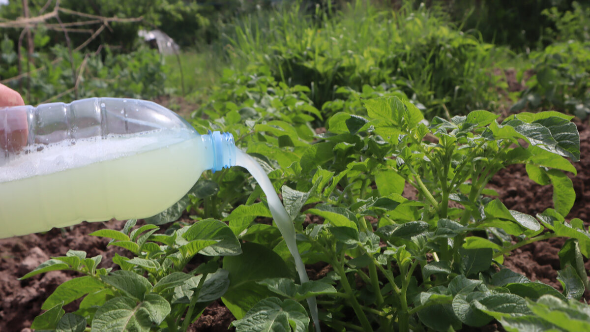 Чем подкормить картофель если выращиваете его из года в год на одном и том же месте?