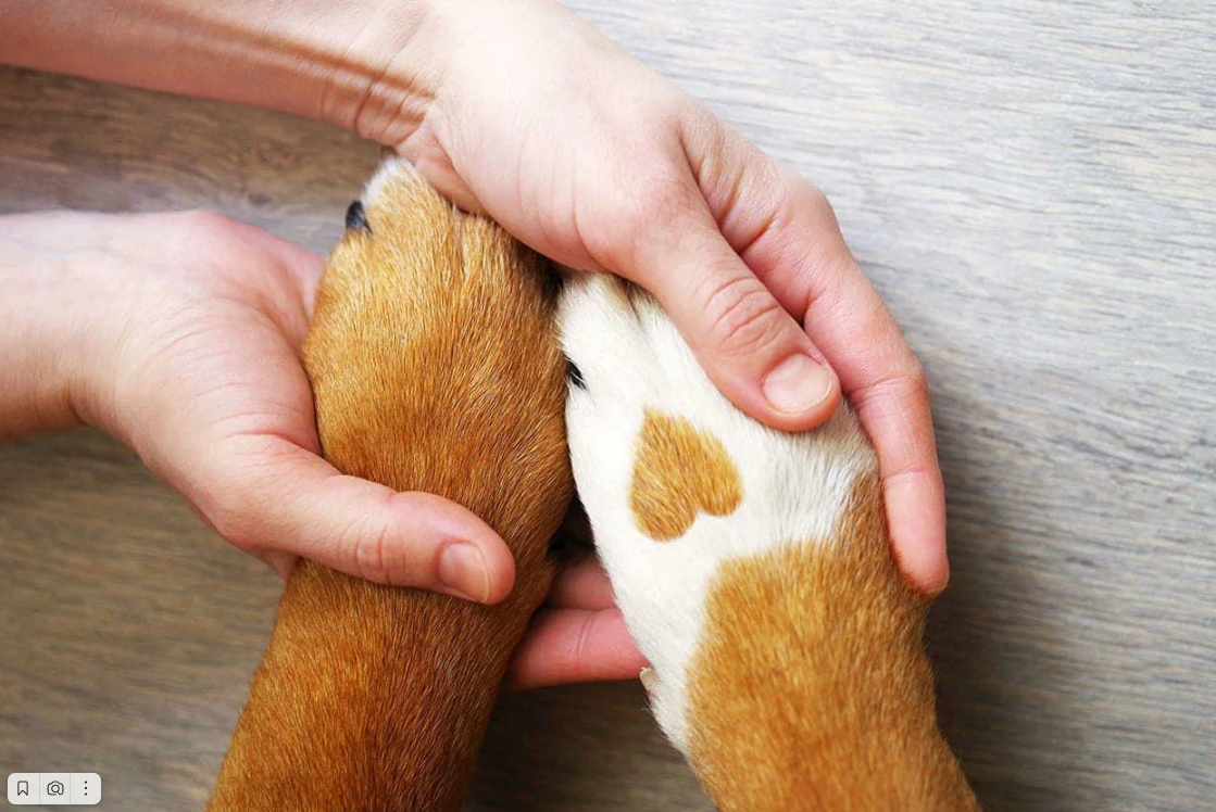 КОШКИ И СОБАКИ. Кто на самом деле правит миром: ваши питомцы - скрытые манипуляторы! Тайное управление вашей жизнью (и кошельком)!