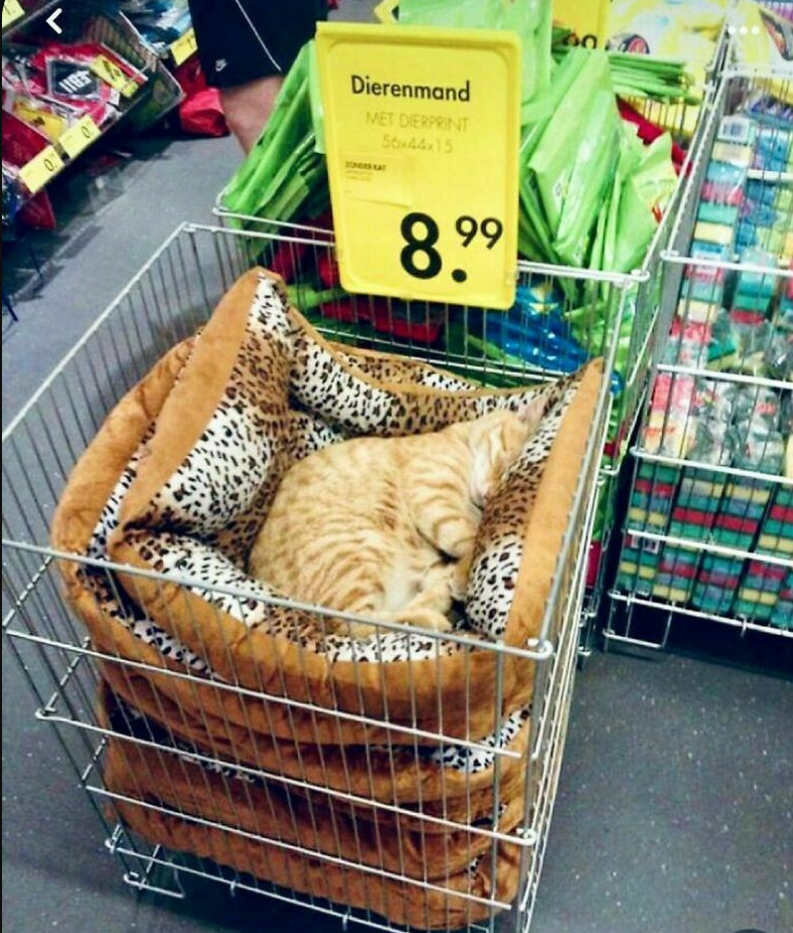 КОШКИ И СОБАКИ. Кто на самом деле правит миром: ваши питомцы - скрытые манипуляторы! Тайное управление вашей жизнью (и кошельком)!