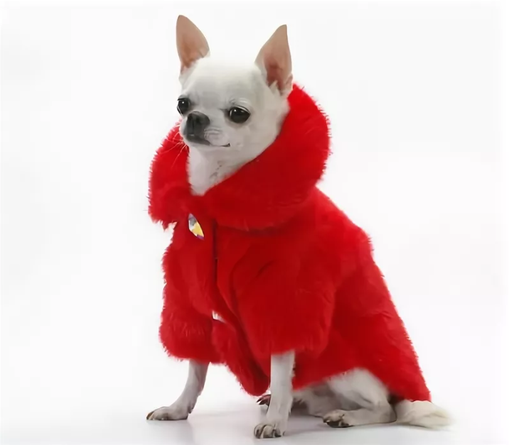 КОШКИ И СОБАКИ. Кто на самом деле правит миром: ваши питомцы - скрытые манипуляторы! Тайное управление вашей жизнью (и кошельком)!