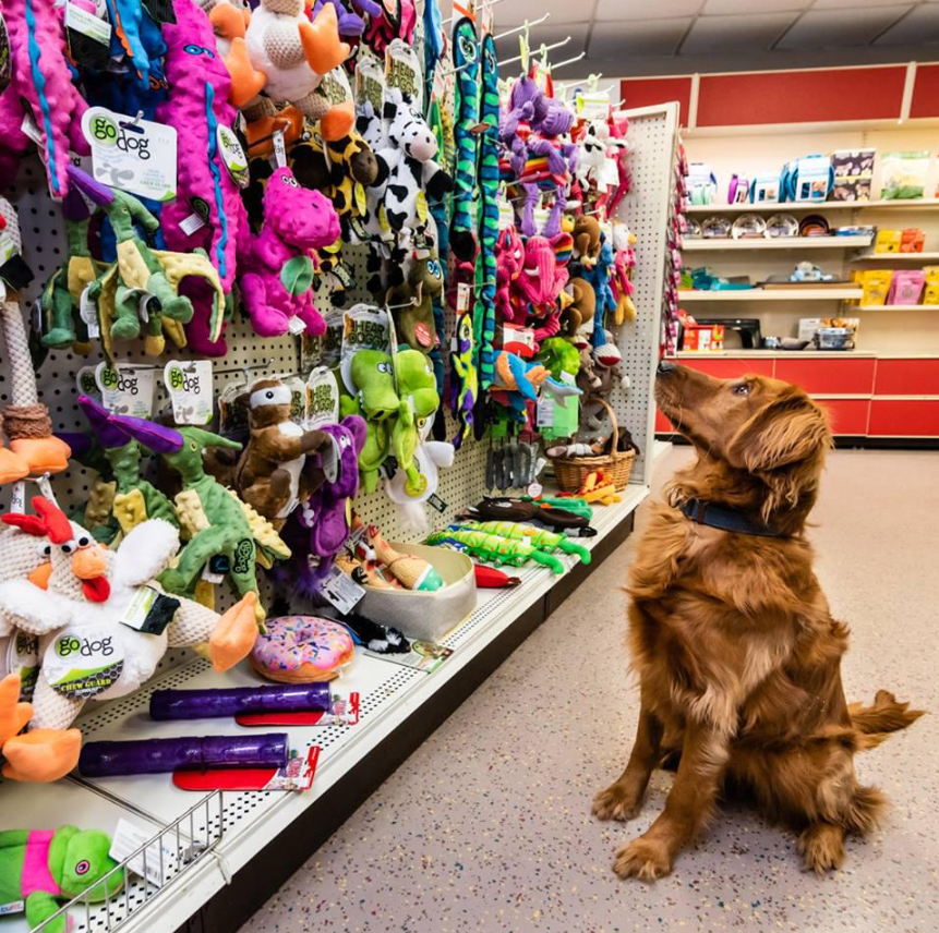 КОШКИ И СОБАКИ. Кто на самом деле правит миром: ваши питомцы - скрытые манипуляторы! Тайное управление вашей жизнью (и кошельком)!