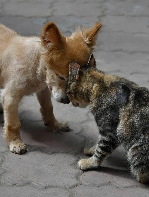 КОШКИ И СОБАКИ. Кто на самом деле правит миром: ваши питомцы - скрытые манипуляторы! Тайное управление вашей жизнью (и кошельком)!