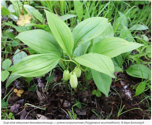 Полезно много знать про "Соломонову печать"