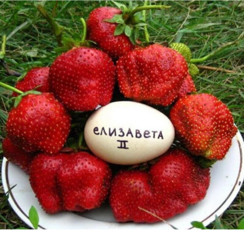 Клубника Елизавета 2