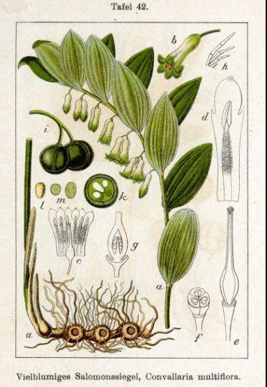 Полезно много знать про "Соломонову печать"