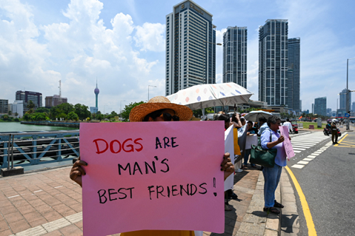Облава на бродячих собак спровоцировала протесты на Шри-Ланке перед приездом премьер-министра Моди