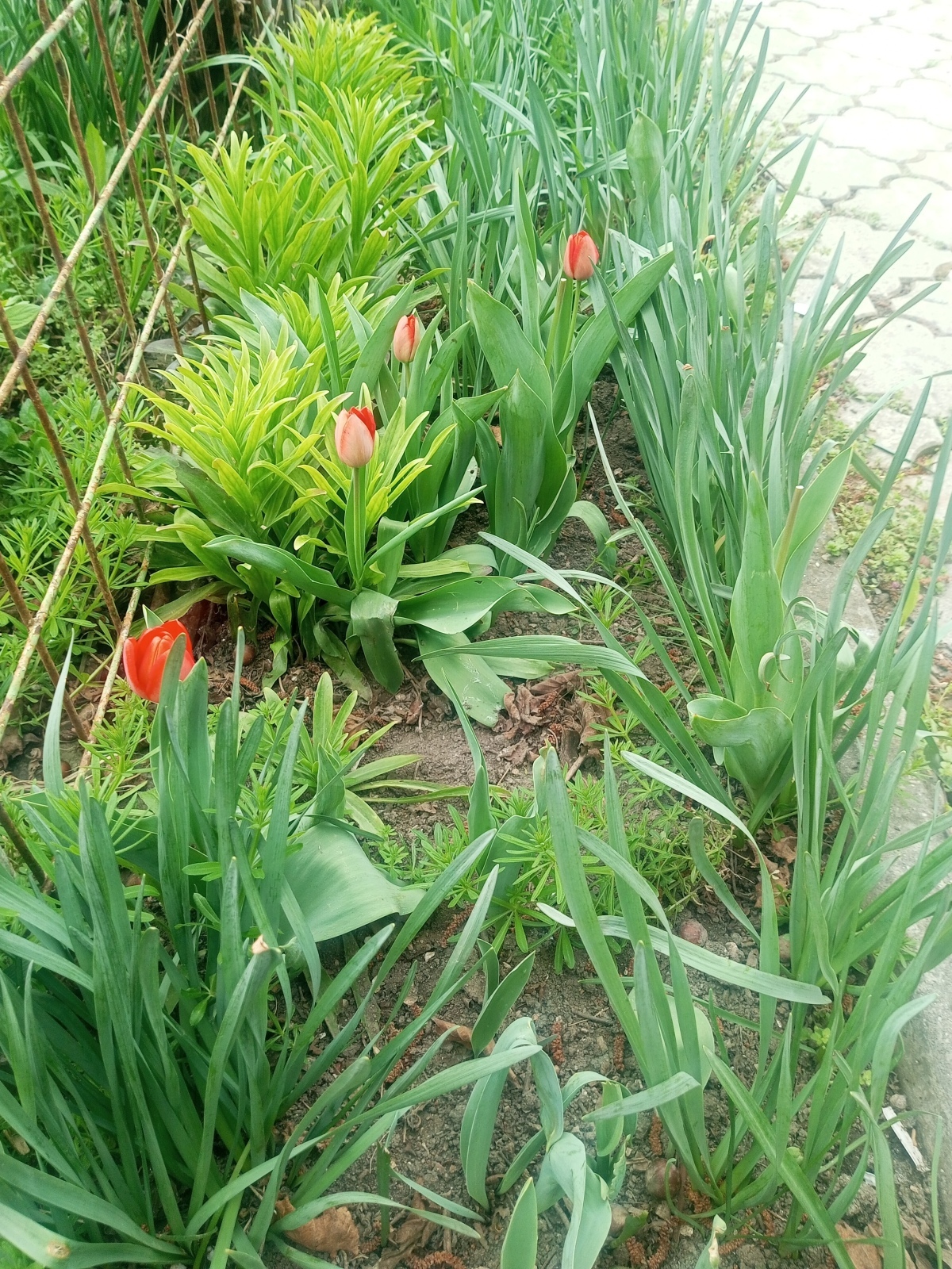 Тюльпаны украшение Апреля 🌷🌷🌷