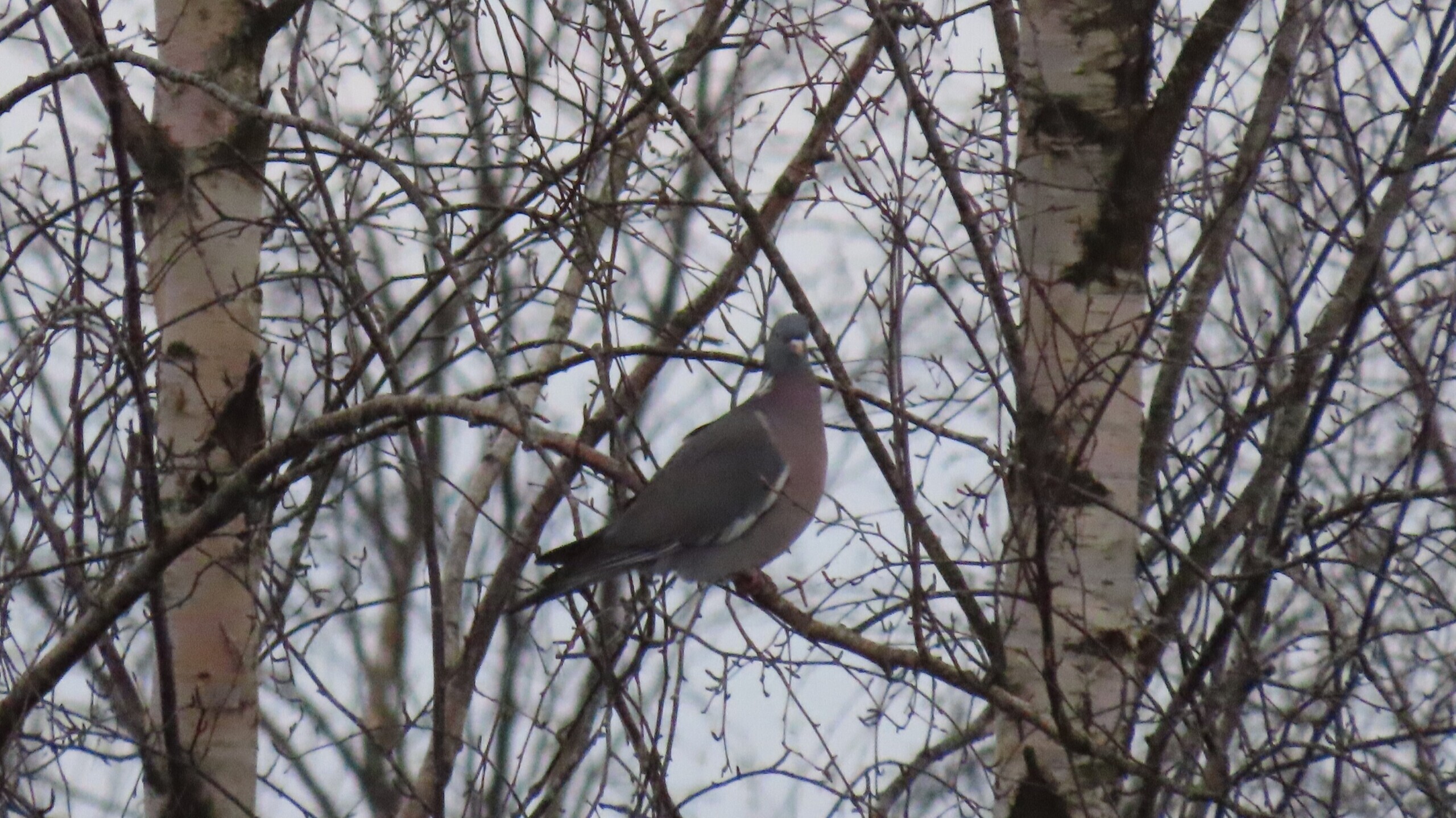 Апрель сломал свою свирель.