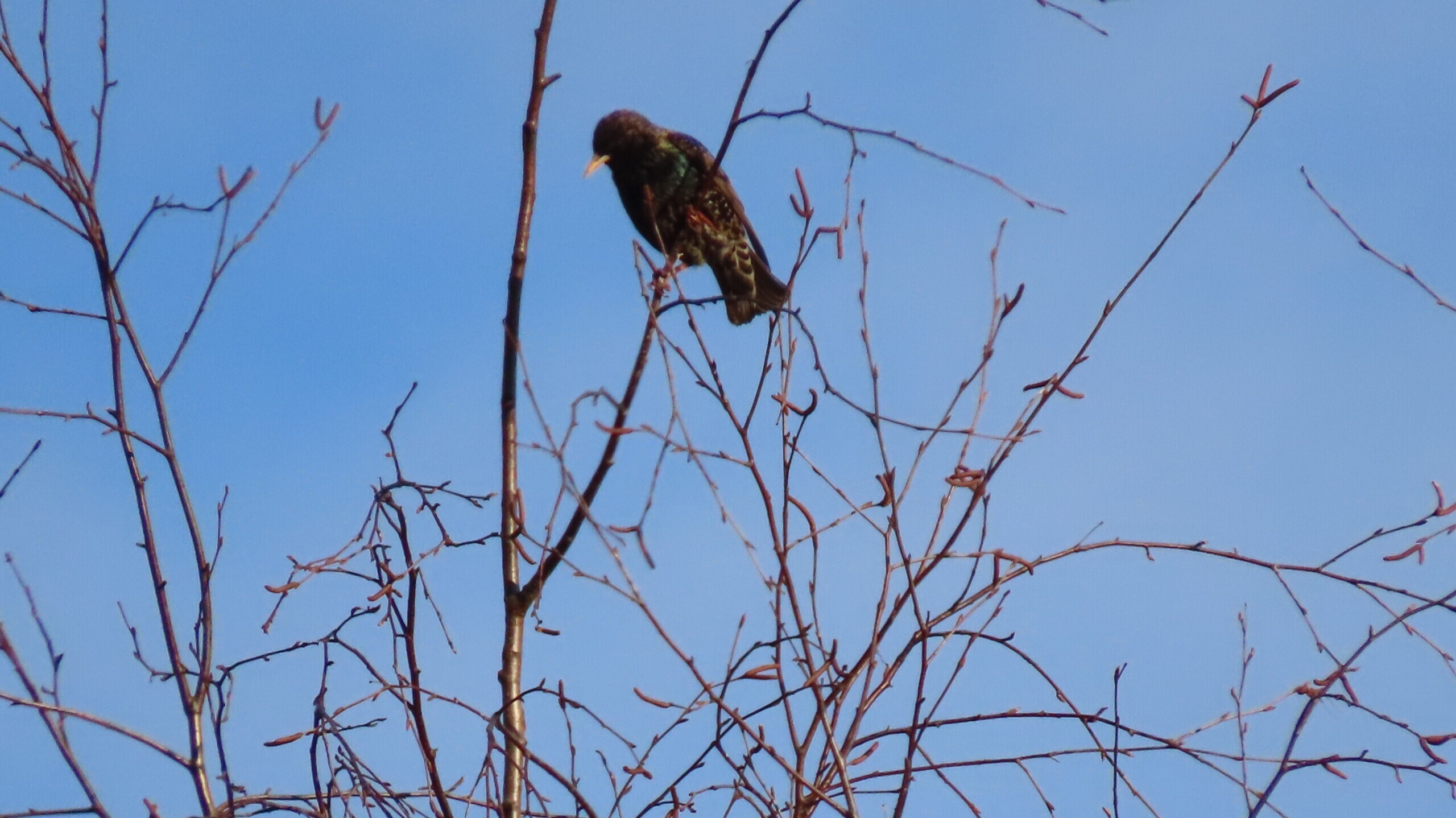 Апрель сломал свою свирель.